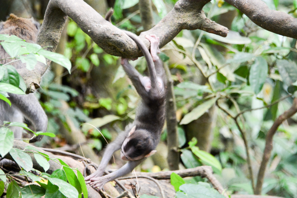 The aspiring acrobatic young monkey that I saw
